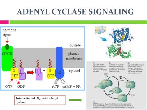 Adenyl cyclase signaling slideshare