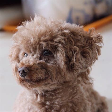 15 Teddy Bear Dog Breeds: Morki, Schnoodle, and More