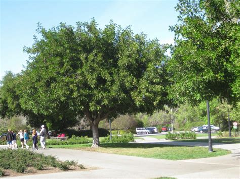 Cupaniopsis anacardioides - Carrotwood tree | Desert landscaping, Yard ...