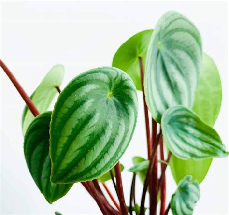 Best Soil for Watermelon Peperomia Plant - Complete Guide - Plants Craze