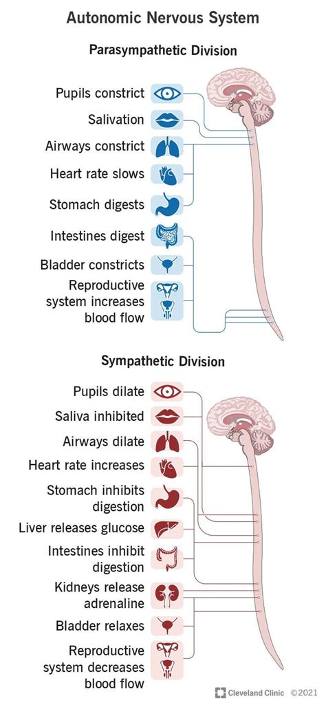 Autonomic Nervous System: What It Is, Function & Disorders | Basic anatomy and physiology ...