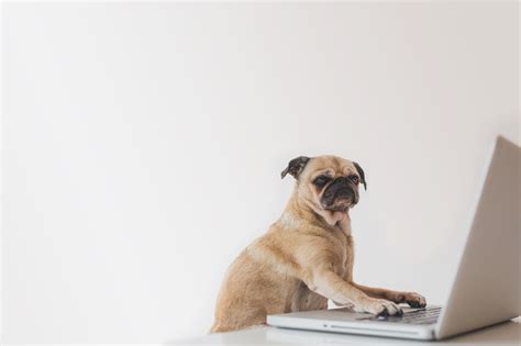 business-pug-working-on-laptopNew | The Creative Party