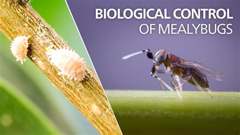 Life cycle of mealybugs on Vimeo