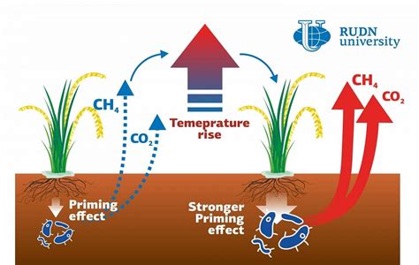 Науковці довели, що рисові поля — потужні джерела викидів CO2 в атмосферу — SuperAgronom.com