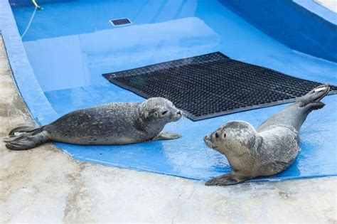 Skegness seal sanctuary's call for help to buy new rescue van as it resorts to using personal ...