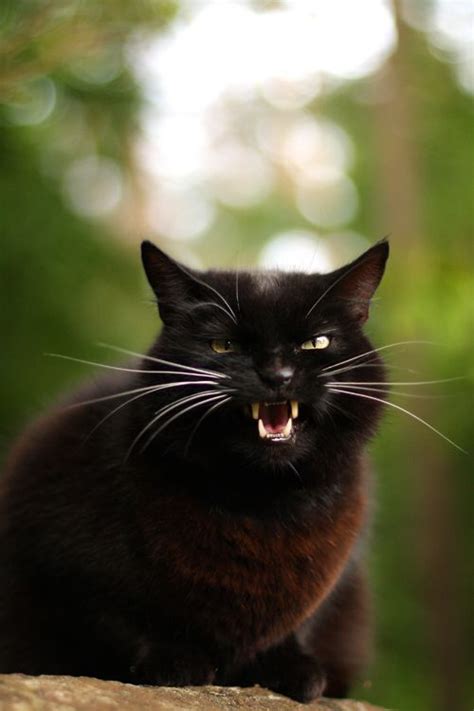 29 best images about Hissy cat! on Pinterest | Posts, Cats and Evanescence