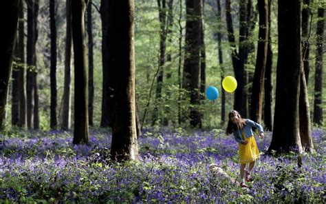 Britain's 20 best woodland walks | The Telegraph