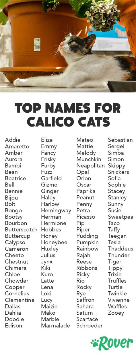 119 Best Calico Cat Names | Girl cat names, Calico cat names, Cat names