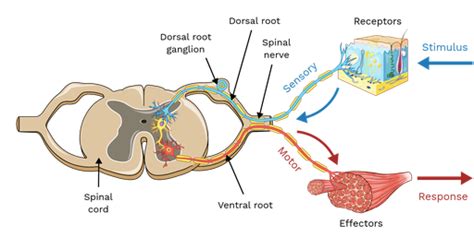 Spinal Nerve Roots - Labster