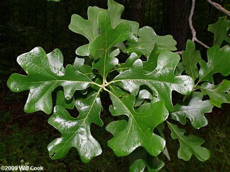 types of oak tree leaves in texas - Blair Cherry