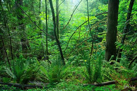 Lush Forest | Capilano River Regional Park, B.C. | Richard Wong Photography