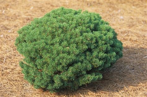 Pinus mugo | Mugo Pine | Kings Garden Center