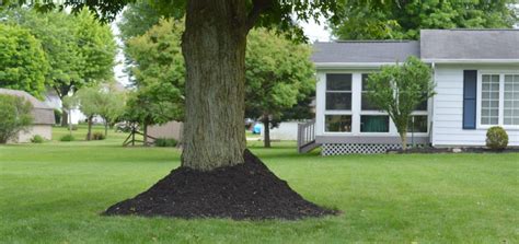 Alternatives to Mulching Around Trees - Horticulture