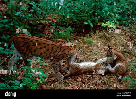 European Lynx (Lynx lynx), female with cubs Stock Photo - Alamy