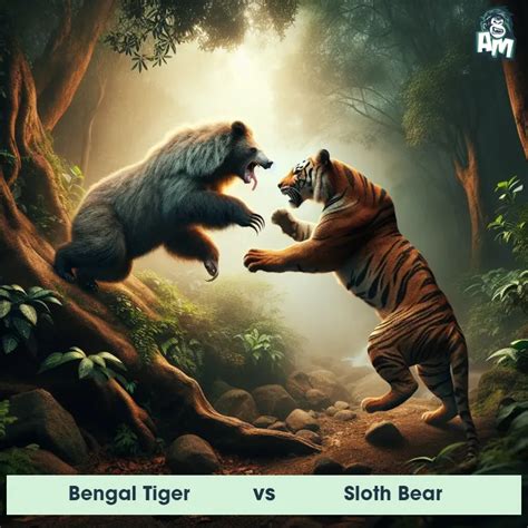 Bengal Tiger vs Sloth Bear: See Who Wins | Animal Matchup