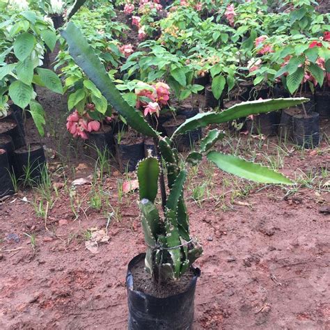 Hylocereus Undatus - Dragon Fruit - Gowthami Nursery