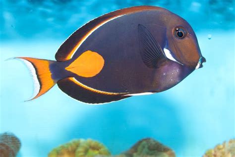 Reef Safe Fish for Saltwater Aquariums | Reef safe fish, Saltwater aquarium fish, Saltwater aquarium