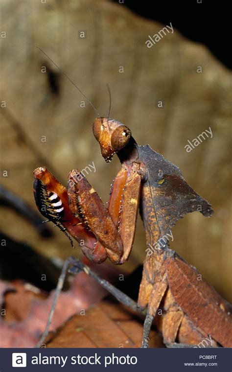 Animal Camouflage Praying Mantis Stock Photos & Animal Camouflage ...