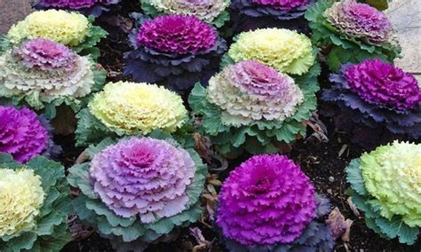 50 Seeds Ornamental Cabbage Seeds Brassica - Etsy Canada