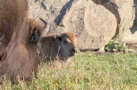 Surprise! Bison calf born this month instead of in spring | Local News ...