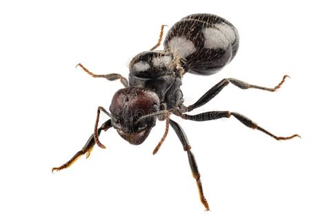 Black Garden Ant Species Lasius Niger Stock Image - Image of arthropoda, detail: 28392061