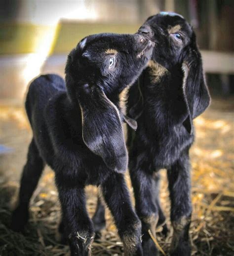 Little black goat twins | Cute goats, Animals, Animals beautiful