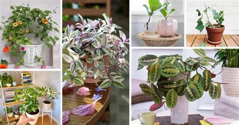 30 Beautiful Indoor Plants You Can Easily Grow from Cuttings