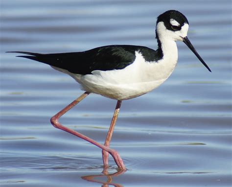 Butler's Birds: Black-Necked Stilt