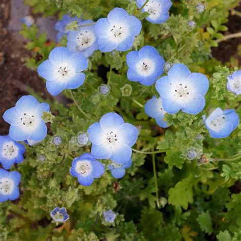 Baby Blue Eyes Seed - Nemophila Menziesii Flower Seeds