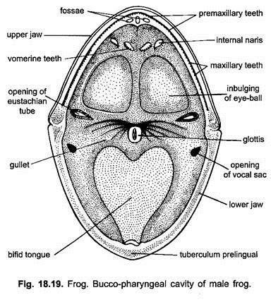 Digestive System of Frog (With Diagram) | Vertebrates | Chordata | Zoology