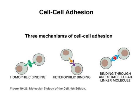 PPT - Cell Junctions, Cell Adhesion, and the Extracellular Matrix ...