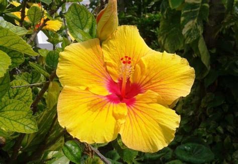 Hibiscus Plant | Aqualogi | Home Gardening Practices