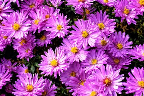 Fotos gratis : púrpura, pétalo, otoño, flora, flor silvestre, Flores, aster, magenta, floración ...