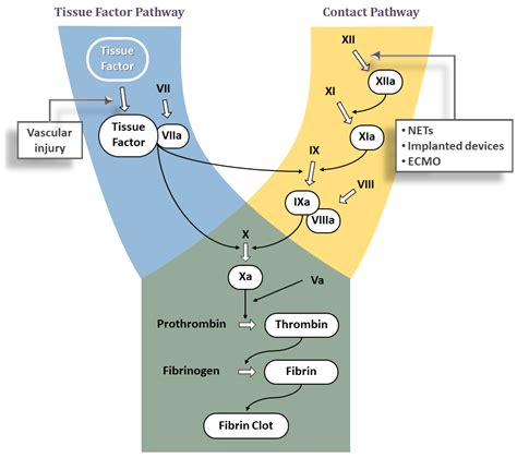 JCDD | Free Full-Text | Factor XI/XIa Inhibition: The Arsenal in ...