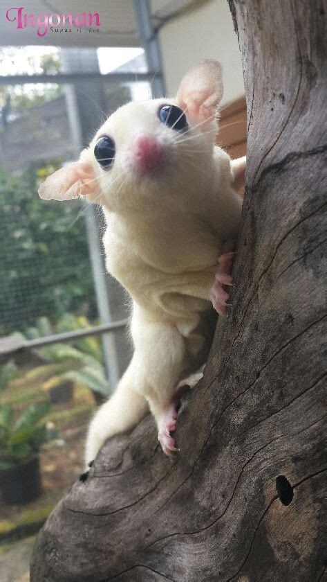 Leucistic - By Ingonan Sugar Glider