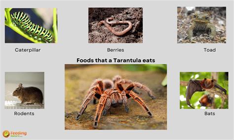 What Do Tarantulas Eat [Food Habits of Tarantulas]