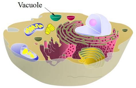 Vacuole definition animal cell