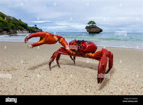 Christmas Island Red Crab at Beach of Flying Fish Cove, Gecarcoidea natalis, Christmas Island ...