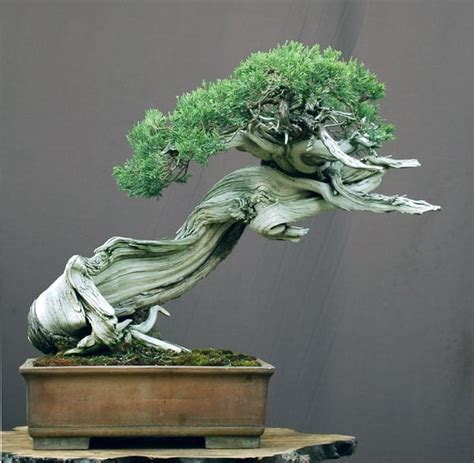 Juniper Bonsai Tree Care Guide (Juniperus chinensis) - Bonsai Tree Gardener