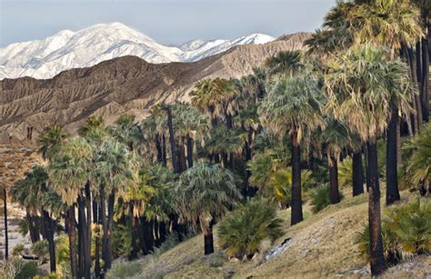 Coachella Valley Preserve System | For thousands of years, p… | Flickr