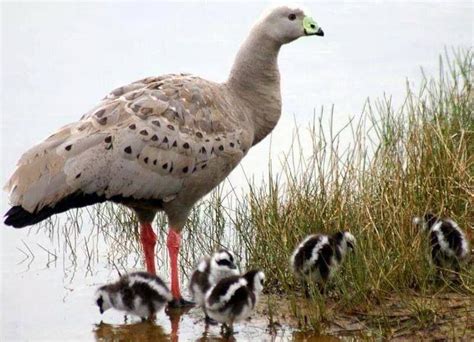 The Cape Barren Geese (Cereopsis novaehollandiae) - also known as Cereopsis Geese or Pig Geese ...