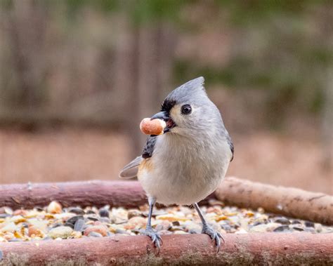 Tufted Titmice on the feeders - FeederWatch