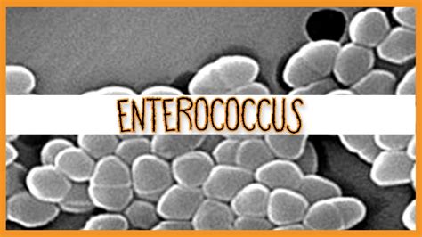 Enterococcus Faecalis Infection