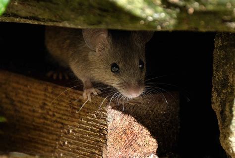 How a Rodent Infestation Can Ruin Your Home – Aptive Environmental