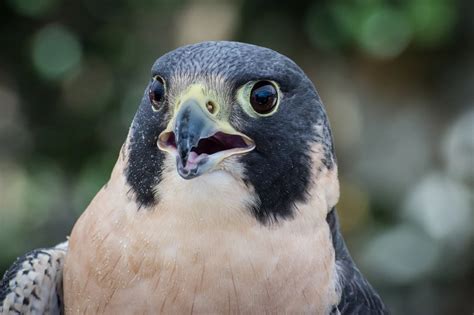 The Falcon at Boise's Nature Center Has Heartbreaking Past