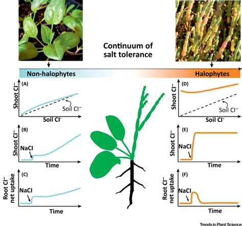 Friend or Foe? Chloride Patterning in Halophytes: Trends in Plant Science