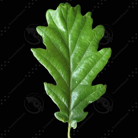 Texture Other leaf oak leaves