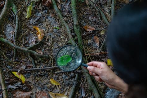 Advancing Conservation and Science in the Amazon Rainforest — Amazon ...