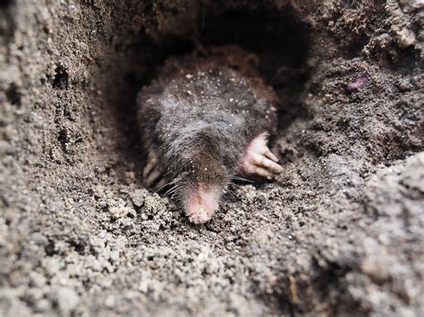 How to get rid of Moles in the Garden Humanely | Predator Guard