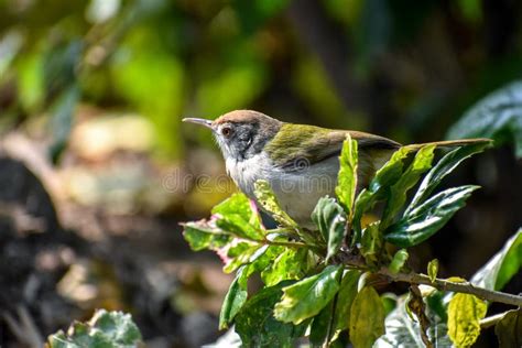 Common Tailor Bird Usually Seen in Gardens. Stock Image - Image of park, nature: 170810423